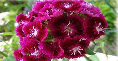 Božica Jelušić: TISUĆE MRTVIH&nbsp;CVJETOVA