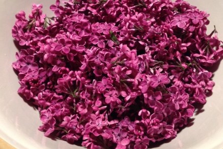 Božica Jelušić: JORGOVANI U&nbsp;ČEŠKOJ