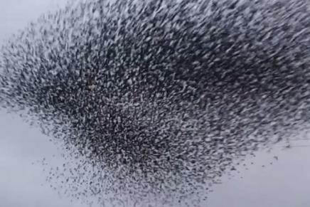 W.B. YEATS: GNIJEZDO ČVORKA KRAJ MOGA&nbsp;PROZORA