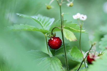 Božica Jelušić: PRIJE&nbsp;OLUJE
