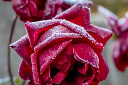 Božica Jelušić: RAZORUŽAVANJE&nbsp;RUŽE