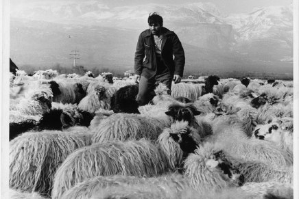 Bilježnica Robija K., Balada o&nbsp;ovcama