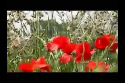 Mihovil Pavlek Miškina: Crveni&nbsp;makovi