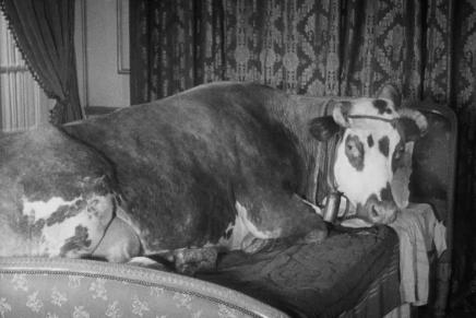 Eduard Pranger: KUĆNI&nbsp;LJUBIMAC