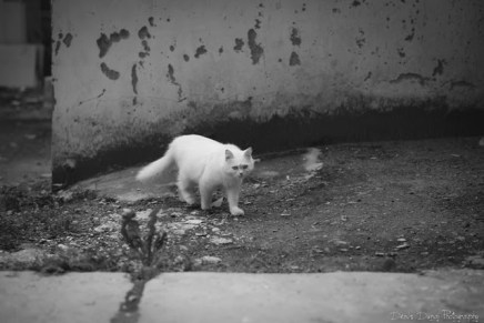 Andrea Grgić: Tinček i&nbsp;Julka