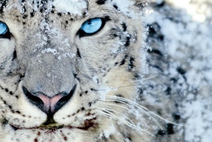 Saša Meršinjak. Snježni leopard