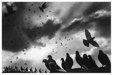 Ferida Duraković: FRANJI, ZANIJEMJELOM, U BOSNI&nbsp;2015.