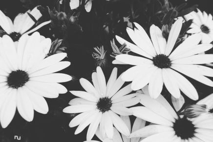 Robert Roklicer: VOĆKA NAKON&nbsp;KIŠE