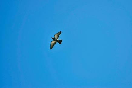 Mladen Blažević: Ukoliko se na pustoj livadi&nbsp;umiriš