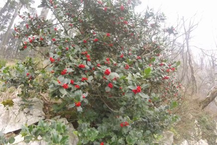 Božica Jelušić: Zbogom,&nbsp;Seade