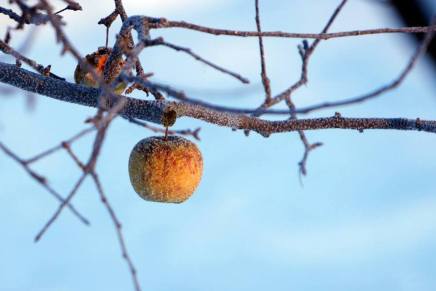 Božica Jelušić: METAMORFOZA