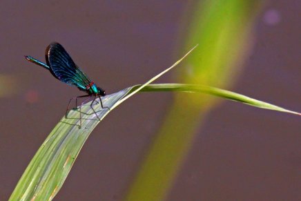 Božica Jelušić: MALA&nbsp;BIĆA