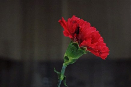 Slađana Bukovac: Crveni&nbsp;karanfil