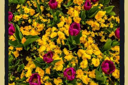 Božica Jelušić: ZA LJUBAV&nbsp;CVIJEĆA