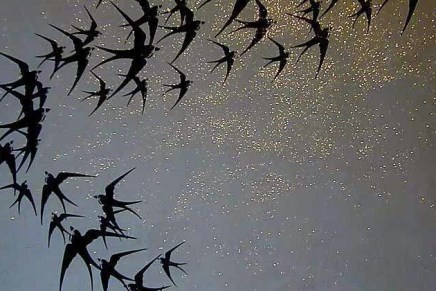 ILMA RAKUSA: ČEKAJUĆI&nbsp;LASTE