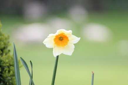Božica Jelušić: Fusnota uz&nbsp;Cvetajevu