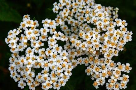 Peter Handke: Žalost Nobelove&nbsp;nagrade