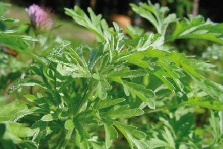 Ana Nikvul: o Pelinu umesto&nbsp;krvi