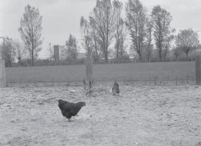 Vedrana Milas: Nestanak Maksimirskog jezera kao zadnja&nbsp;nada