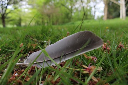 Dragan Radovančević: PLAČ LATICA I&nbsp;HOROVA