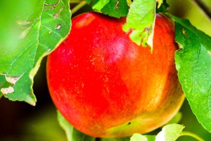 W. B: YEATS: PJESMA LUTALICE AENGUSA/ The Song of Wandering&nbsp;Aengus