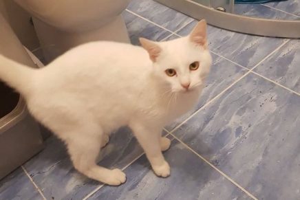 Slađana Bukovac:  Nestaju ljudi ali nestaju i&nbsp;mačke