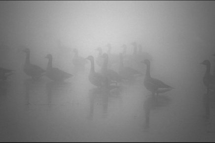 Božica Jelušić: LUZERSKO GAKANJE I KREZUBO&nbsp;ŽVAKANJE