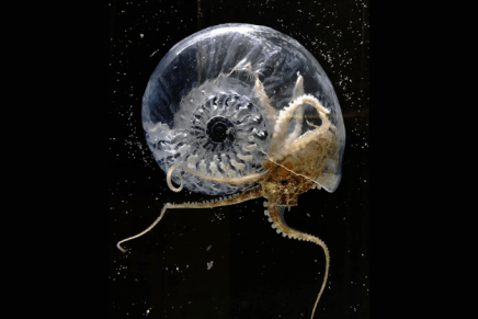 Dejan Jović: Epidemija u političkom diskursu&nbsp;(skica)