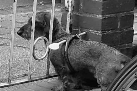 Pseća tortura: Za lajanje&nbsp;spremni