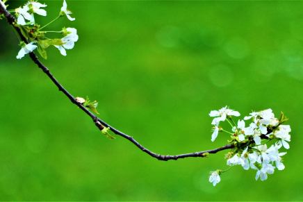 Sikilj staračke mrzovolje