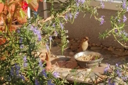 Jacqueline Bat: Dnevnik samoizolacije 4 – BALKON KAO SREDIŠTE&nbsp;ŽIVOTA