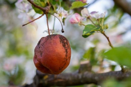 Božica Jelušić: MARTOVSKI MORATORIJ, disanje kroz&nbsp;šupljinu