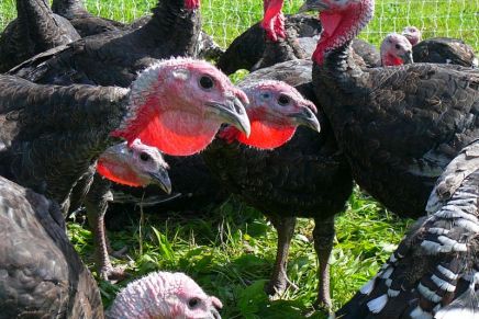 Božica Jelušić: DOK SE PURE&nbsp;DURE