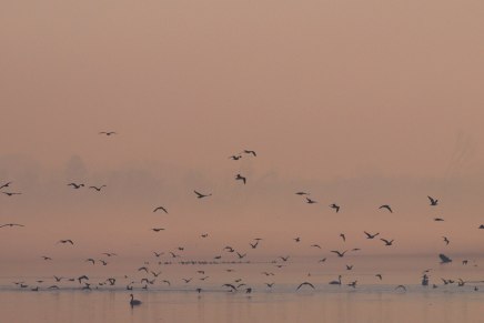 Ivana Šojat: UTJEŠNA