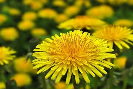 Božica Jelušić: TEMPUS FUGIT ILI MED OD&nbsp;MASLAČA