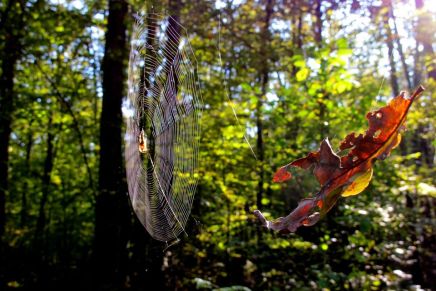 Božica Jelušić: KAKVU POEZIJU&nbsp;VOLIM?