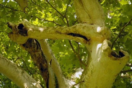 Božica Jelušić: SITNOCVJETNA GRANA,&nbsp;oproštaj