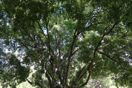 Biserka Drbohlav: Ljubav na način&nbsp;stabala