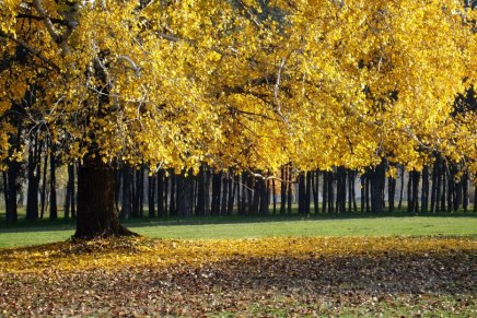 Božica Jelušić: DRVEĆE&nbsp;VOLIM
