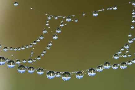 Biserka Drbohlav: Grofica od&nbsp;paučine