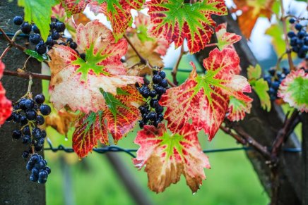 Božica Jelušić: ZAJESENILO (Bablje&nbsp;ljeto)