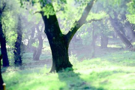 Ivanka Blažević Kiš: Vrtlar i nevina&nbsp;vizija