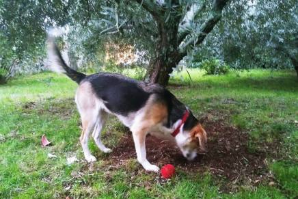 Slađana Bukovac: Susjeda&nbsp;Aba