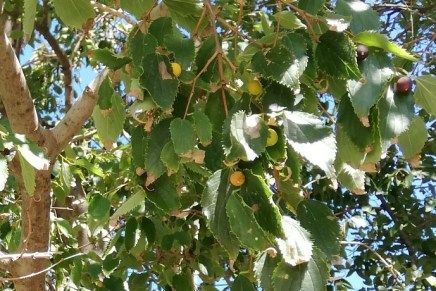 Biserka Drbohlav: Fafarikula ‘egzotično voće’ mojeg&nbsp;djetinjstva