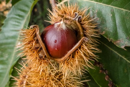 Božica Jelušić: KESTENI OVE&nbsp;JESENI