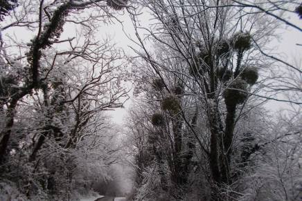 Božica Jelušić: ČEKAJUĆ ŠAMANE&nbsp;ZIMSKE