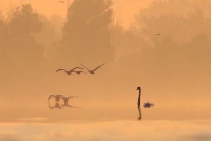 Nataša Skazlić: STABLO&nbsp;RIJEKA