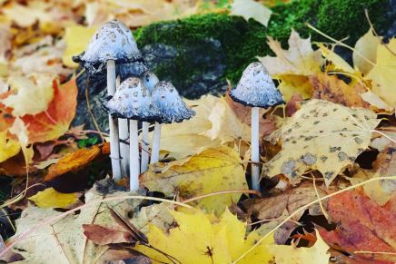 Božica Jelušić: BURLESKA NEVRIJEDNA&nbsp;PLJESKA