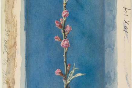 Mirna Weber: Stvoritelj&nbsp;(Cvjetnica)