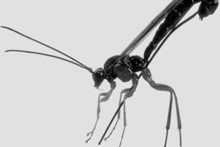 Božica Jelušić: OSE&nbsp;NAJEZNICE